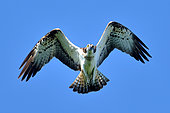 Osprey (Pandion haliaetus) in flight, La Charité sur Loire area, Nièvre, France