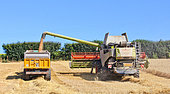 Harvesting wheat at Coulons sur Gée, Sarthe, France