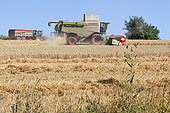 Harvesting wheat at Coulons sur Gée, Sarthe, France