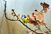 Blue tit (Cyanistes caeruleus) on an oak branch, France