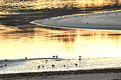 Brent Goose (Branta bernicla) at sunset in the Bay of Saint - Brieuc in Brittany, France