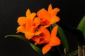 Orchid hybrid (Rhyncattleanrthe "Shinfong Little Sun"