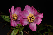 Peony flowers (Paeonia mairei) from the mountains of central China