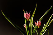 Botanical tulip from Central Asia, native to Iran and Syria.