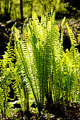 Ostrich fern (Matteuccia struthiopteris)