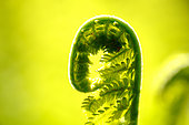 Ostrich fern (Matteucia struthiopteris) fiddlehead