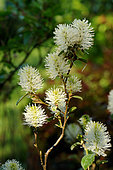 Mountain witchalder (Fothergilla major)