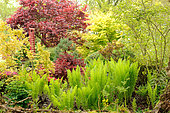 Ostrich Feather Ferns (Matteucia strithiopteris) and Japanese Maples in the garden of Moulin de la Lande in Côtes d'Armor, Brittany, France