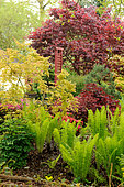 Ostrich Feather Ferns (Matteucia strithiopteris) and Japanese Maples in the garden of Moulin de la Lande in Côtes d'Armor, Brittany, France