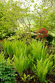 Ostrich Feather Ferns (Matteucia strithiopteris) in the garden of Moulin de la Lande in Côtes d'Armor, Brittany, France