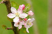 Flowers and leaves of the Belchard apple tree