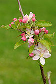 Flowers and leaves of the Belchard apple tree