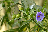 Kangaroo apple (Solanum aviculare), flower. native to Australia