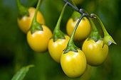 Kangaroo apple (Solanum aviculare), fruit. native to Australia
