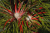 Fascicularia bicolor (Bromeliad) endemic to Chile