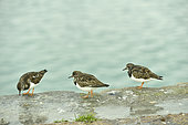 Turnstone (Arenaria interpres) on a rock, Brittany, France