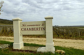 Chambertin, Burgundy vineyards in the Côtes de Nuits, Côte-d'Or, Burgundy, France