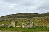 Burgundy vineyards in the Côtes de Nuits, Côte-d'Or, Burgundy, France