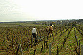 Working the vines in the Burgundy vineyards. Decavaillonage, with the help of a draught horse, turns over the soil at the foot of the vines to eliminate weeds. Côtes de Nuits at Vougeot. Côte-d'Or, Burgundy, France