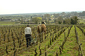 Working the vines in the Burgundy vineyards. Decavaillonage, with the help of a draught horse, turns over the soil at the foot of the vines to eliminate weeds. Côtes de Nuits at Vougeot. Côte-d'Or, Burgundy, France