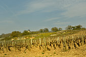 Côtes de Beaune vineyards around Chassagnes Montrachet, Côte-d'Or, Burgundy, France