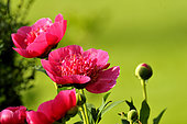 Peony (Paeonia officinalis "anemoniflora") flowers