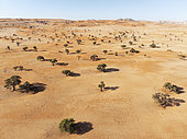 Sand dunes and camelthorn trees (Vachellia erioloba) in the Tsondab Valley in the Namib Desert. Aerial view. Drone shot. Namibia.