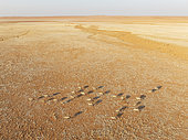 Gemsbok (Oryx gazella). Roaming an arid plain at the edge of the Namib Desert. Aerial view. Drone shot. Namibia.