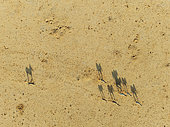 Hartmann's Mountain Zebra (Equus zebra hartmannae). Roaming an arid plain at the edge of the Namib Desert. Aerial view. Drone shot. Namibia.