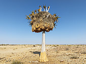 Quiver Tree (Aloidendron dichotomum) with huge nest of Sociable Weavers (Philetairus socius). Low angle aerial view. Drone shot. Gondwana Canyon Park, Namibia.