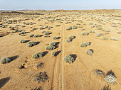 Masses of Euphorbia gregaria and desert track. Aerial view. Drone shot. Gondwana Canyon Park. Namibia.