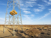 Huge nest of Sociable Weavers (Philetairus socius) built in an elecricity pylon. Low angle aerial view. Drone shot. Kalahari Desert, Namibia.