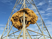 Huge nest of Sociable Weavers (Philetairus socius) built in an elecricity pylon. Low angle aerial view. Drone shot. Kalahari Desert, Namibia.