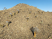 Quiver Tree (Aloidendron dichotomum). At the slope of a conical rock, a so-called Prince Albert formation. Low angle aerial view. Drone shot. Southern Namibia.