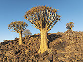 Quiver Tree (Aloidendron dichotomum). Low angle aerial view. Drone shot. Southern Namibia.