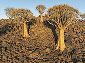 Quiver Tree (Aloidendron dichotomum). Low angle aerial view. Drone shot. Southern Namibia.