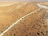Gravel road in the Kalahari Desert with its linear sand dunes grown with camelthorn trees (Vachellia erioloba). Aerial view. Drone shot. Namibia.