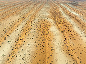 Parallel, linear sand dunes grown with camelthorn trees (Vachellia erioloba) in the Kalahari Desert. Aerial view. Drone shot. Namibia.