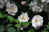 Climbing rose Rosa 'Adélaïde d'Orléans', flowers
