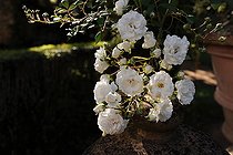 Landscape rose, Rosa 'Alba Meillandecor', flowers