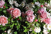 Climbing rose, Rosa 'Albertine', flowers