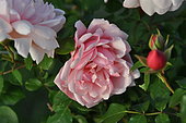 Climbing rose, Rosa 'Albertine', flowers