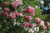 Climbing rose, Rosa 'Albertine', flowers