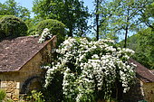 Rambler rose, Rosa 'Baron de l'Albarede', in bloom