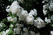 Rambler, Rosa 'Baron de l'Albarede', flowers