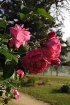 English rose, Rosa 'Corvedale', flowers