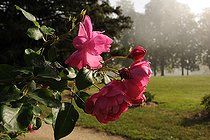 English rose, Rosa 'Corvedale', flowers