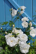 Modern rose, bush rose, 'Fée des Neiges' rose, Rosa 'Iceberg', flowers
