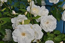Modern rose, bush rose, 'Fée des Neiges' rose, Rosa 'Iceberg', flowers