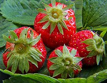 Strawberry calyx, Sarthe, France